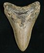 Inch Megalodon Tooth - Carolinas #5186-1